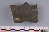 藏品(斧足類)的圖片